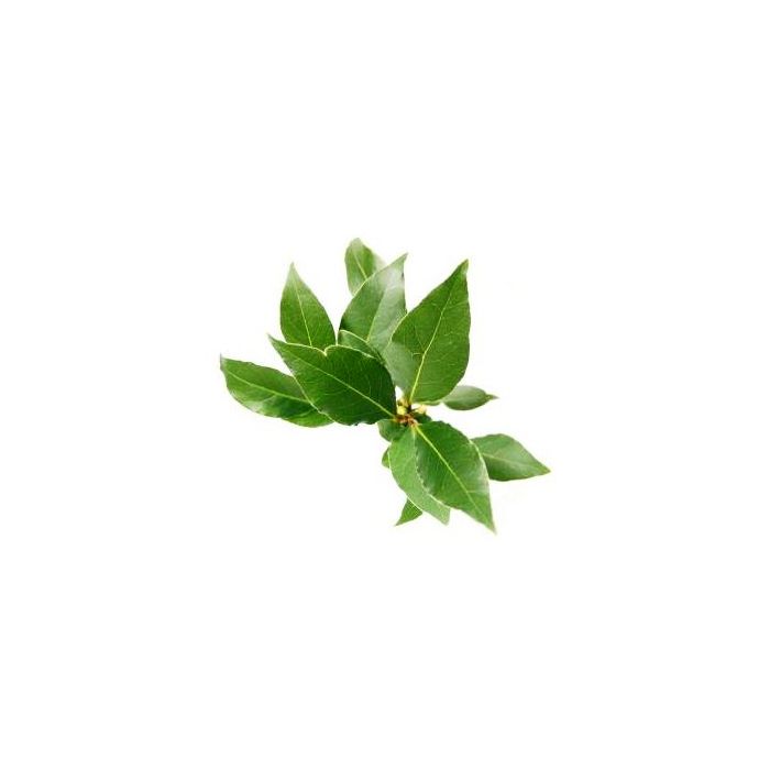 Bay Leaves_Alloro - BUNCH