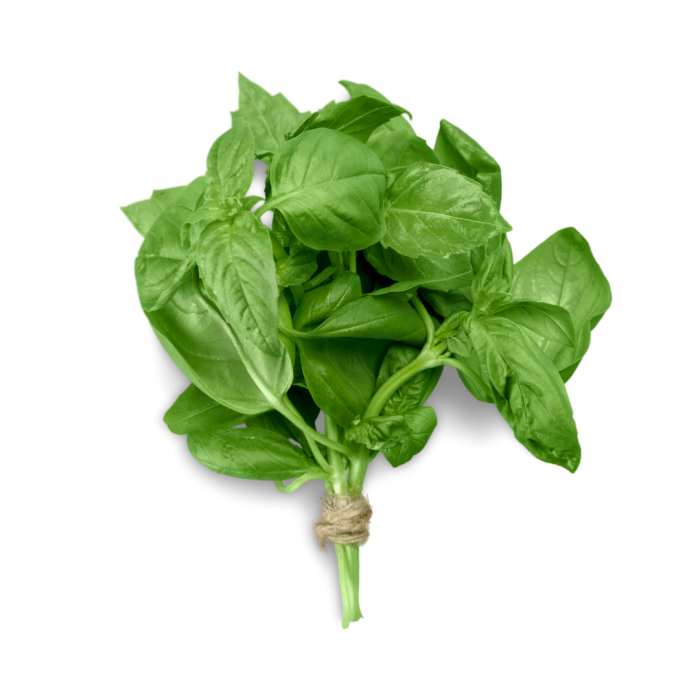  Fresh Basil 