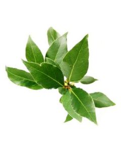 Bay Leaves_Alloro - BUNCH