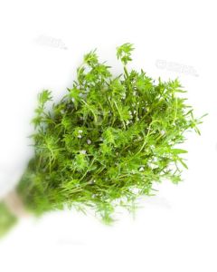 Thyme - 50 gr