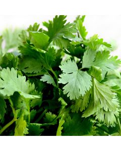 fresh coriander